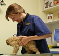 Marion Small Animal Hospital - Vet Canberra