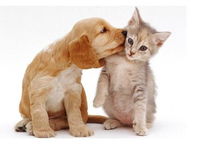 Book Aldgate Accommodation Vacations Vet Canberra Vet Canberra
