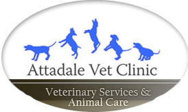 Attadale Vet - Vet Canberra 0