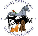 Campbelltown Veterinary Hospital - Vet Canberra