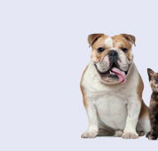 Strathbogie Veterinary Clinic - Vet Canberra
