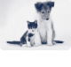 Bellingen Veterinary Hospital - Vet Canberra