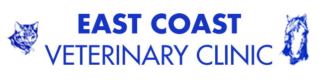 Binalong Bay TAS Vet Canberra