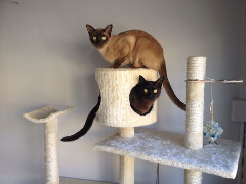 Cooks Hill Veterinary Clinic - Vet Canberra 2