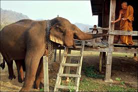 Desert Oaks Veterinary Clinic Pty Ltd - Vet Canberra 12