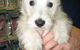 Doyalson Animal Hospital - thumb 3