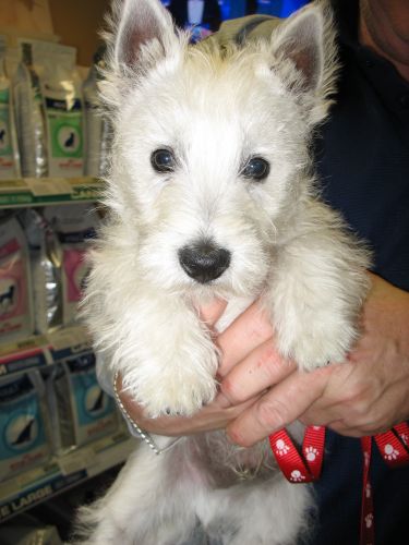 Doyalson Animal Hospital - Vet Canberra 3