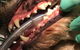 Doyalson Animal Hospital - thumb 5