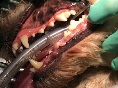 Doyalson Animal Hospital - Vet Canberra 5
