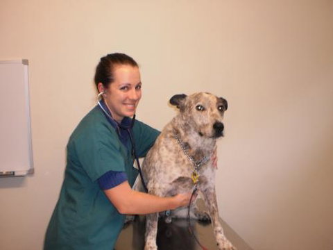Gympie Veterinary Services - Vet Canberra 2