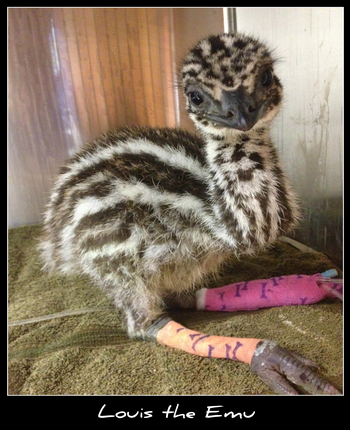 Howard Springs Veterinary Clinic - Vet Canberra 1