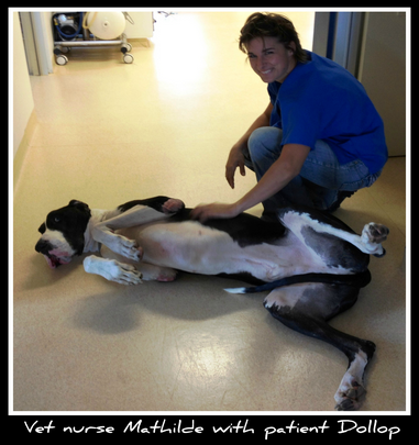 Howard Springs Veterinary Clinic - Vet Canberra 3