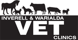Inverell Vet Clinic - Vet Canberra 0
