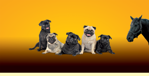 Lismore Central Veterinary Hospital - Vet Canberra 1