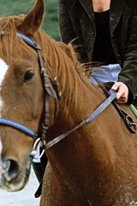 Lismore Central Veterinary Hospital - Vet Canberra 2