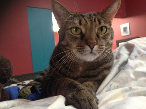 Litchfield Veterinary Hospital - Vet Canberra 2