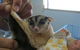 Maryborough Veterinary Surgery - thumb 1