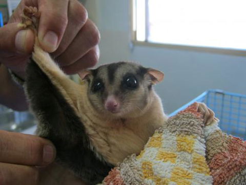 Maryborough Veterinary Surgery - Vet Canberra 1