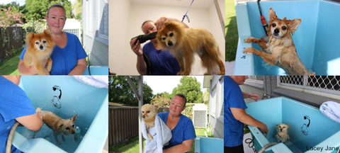 Mayfield Veterinary Hospital - Vet Canberra 3