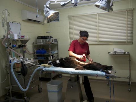 Mount Isa Veterinary Surgery - Vet Canberra 2