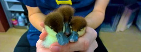 Palmerston Veterinary Hospital - Vet Canberra 1