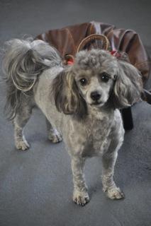 Plush Pet Stylist - Vet Canberra 1