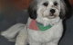 Plush Pet Stylist - thumb 2