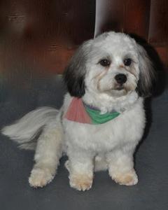 Plush Pet Stylist - Vet Canberra 2