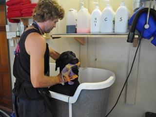 Plush Pet Stylist - Vet Canberra 3