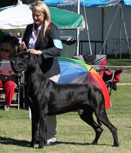 Pooch & Pussy Pet Care - Vet Canberra 1