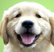 Kirrawee Veterinary Hospital - Vet Canberra