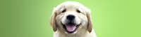 Book Kirrawee Accommodation Vacations Vet Canberra Vet Canberra