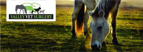 Valley Vet Surgery - Vet Canberra 12