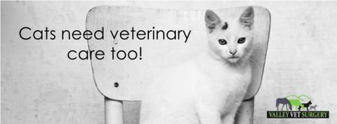 Valley Vet Surgery - Vet Canberra 13