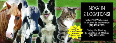 Valley Vet Surgery - Vet Canberra 14