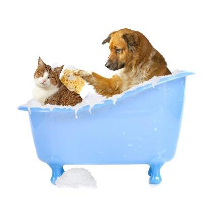 Valley Vet Surgery - Vet Canberra 15