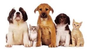 Valley Vet Surgery - Vet Canberra 16