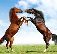Capricorn Vet Surgery - Vet Canberra