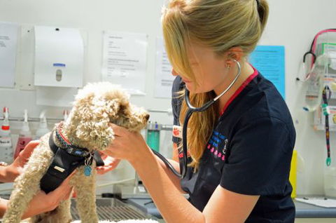 Walker Street Veterinary Surgery - Vet Canberra 0
