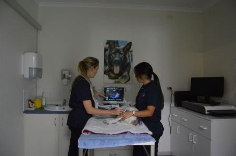 Walker Street Veterinary Surgery - Vet Canberra 2