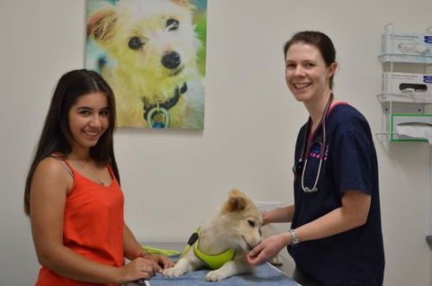 Walker Street Veterinary Surgery - Vet Canberra 3