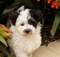 Dapto Veterinary Clinic - Vet Canberra