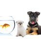 Tarraray Pet Retreat - Vet Canberra