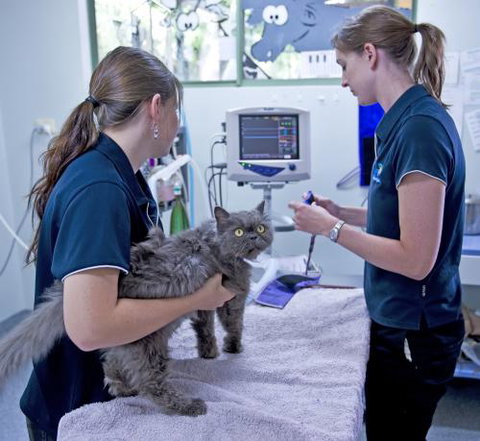 University Avenue Veterinary Hospital - Vet Canberra 3