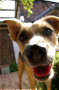 University Avenue Veterinary Hospital - Vet Canberra 4