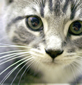 University Avenue Veterinary Hospital - Vet Canberra 5