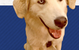 University Avenue Veterinary Hospital - thumb 10