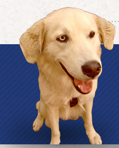 University Avenue Veterinary Hospital - Vet Canberra 10