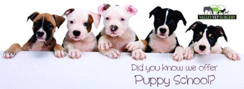 Valley Vet Surgery - Vet Canberra 1