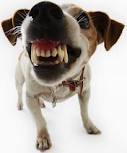 Valley Vet Surgery - Vet Canberra 7